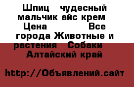 Шпиц - чудесный мальчик айс-крем › Цена ­ 20 000 - Все города Животные и растения » Собаки   . Алтайский край